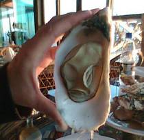 Oysters