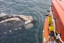 Whale Watching