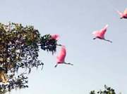 Rainforest Expedition - World Biosphere Reserve of the Atlantic Rainforest