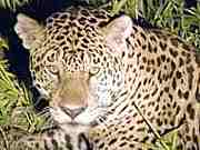 Pantanal & Bonito
